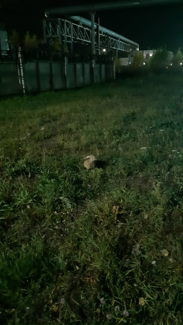 Гуляет, промышленная