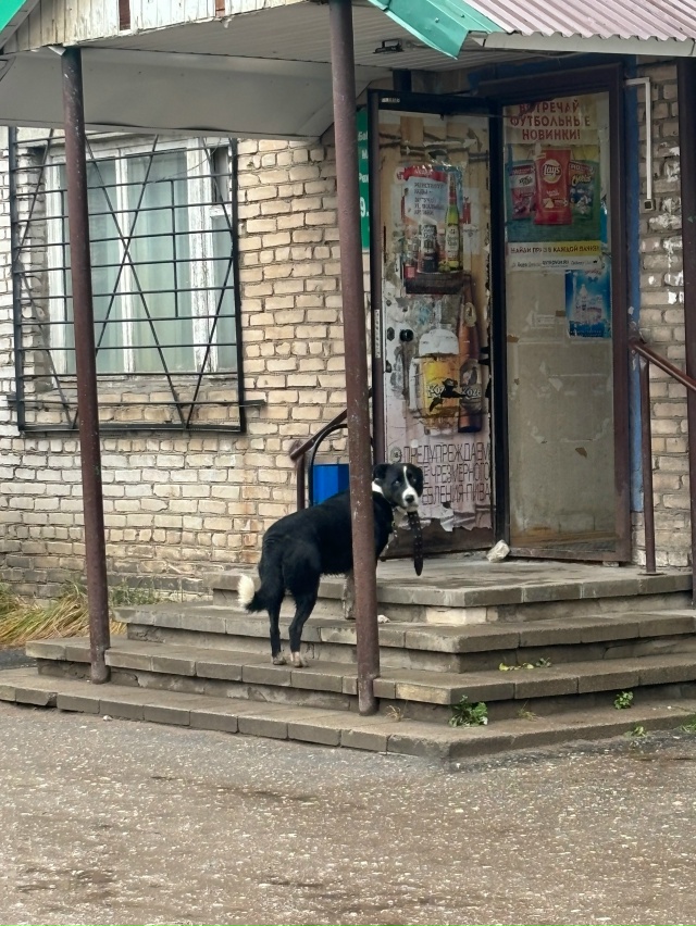 В районе Сбербанка бегает собака с ошейником. Видимо ч?...