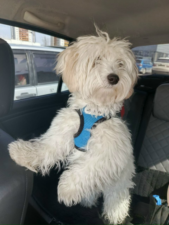 Болонка с КПП Зеленогорска это моя Буля! Третий месяц ?...