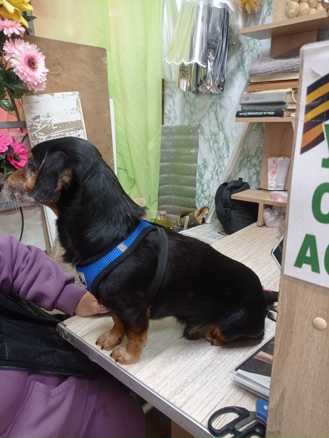 Найдена собака (кобель) в районе остановки Поликлиника...