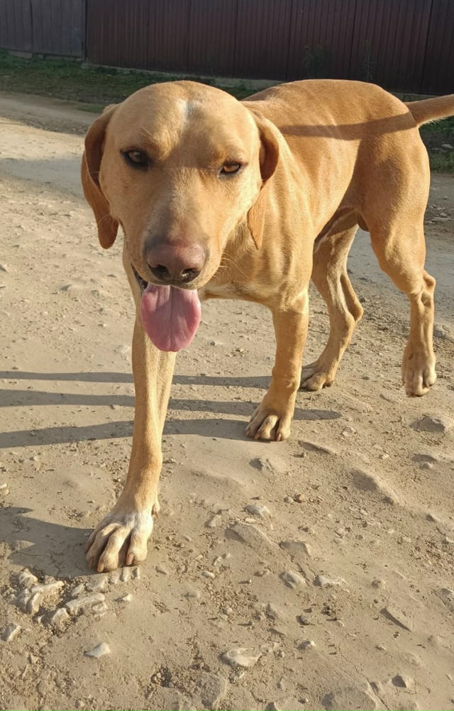 Может кому надо собачку? Очередной подкидыш. Шерсти не?...