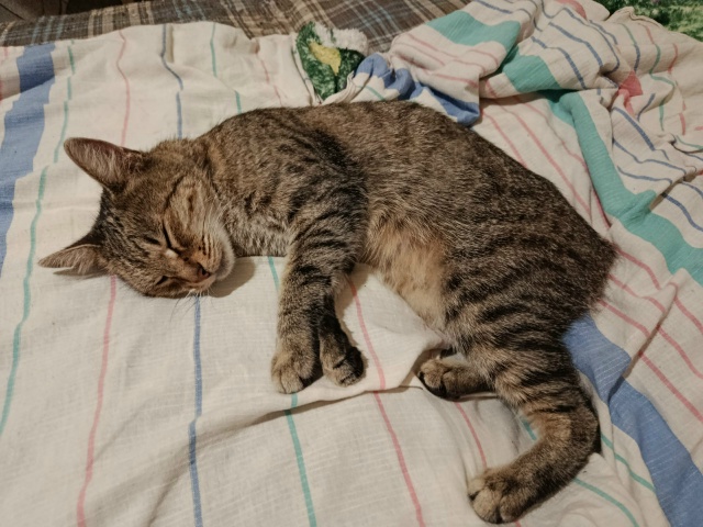 Срочно кошка ищет дом породистая старых или новых хозя...