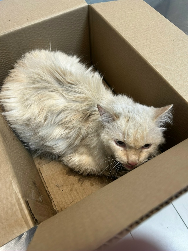 Сегодня вечером возле Олимпийской 12 найден кот, бежево...