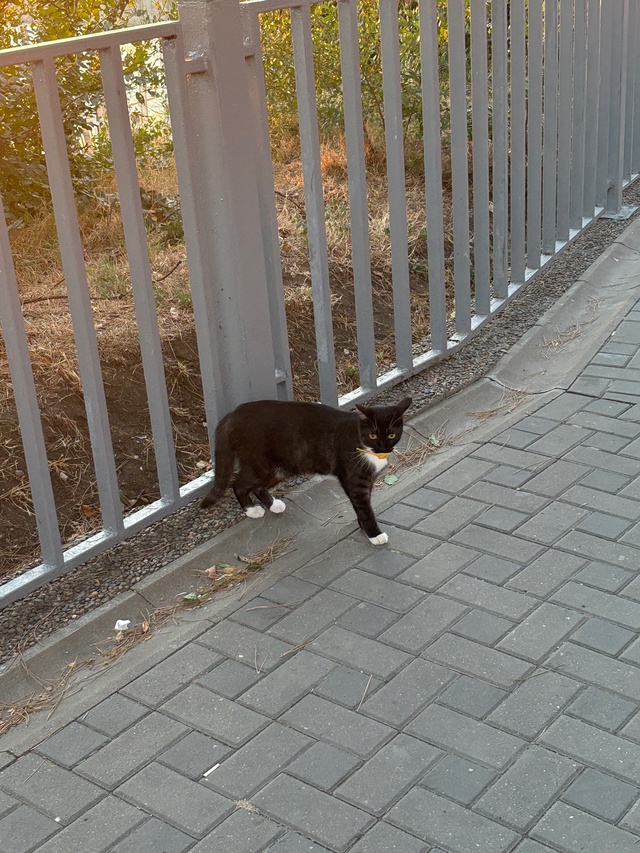 Анапские коты №2
#котоохота