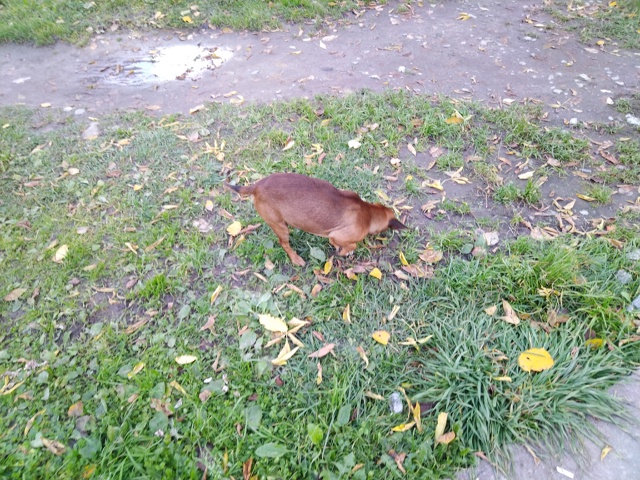 Чей маленький пёсик на Расстанке кушает из кошачьей ко...