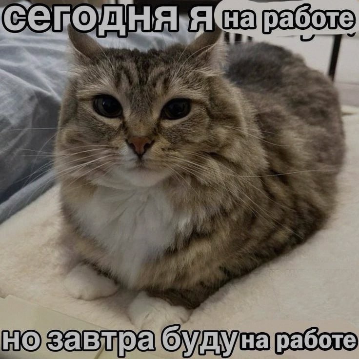 Ночная подборочка
Спать, режим