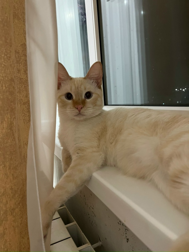 При переезде убежал кот Тайской породы, голубые, слегк?...