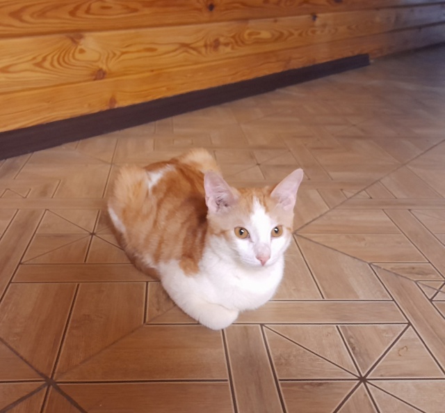 Котёнок КЕША ждёт любящую семью❣️
️😻 Добрый, ласков?...