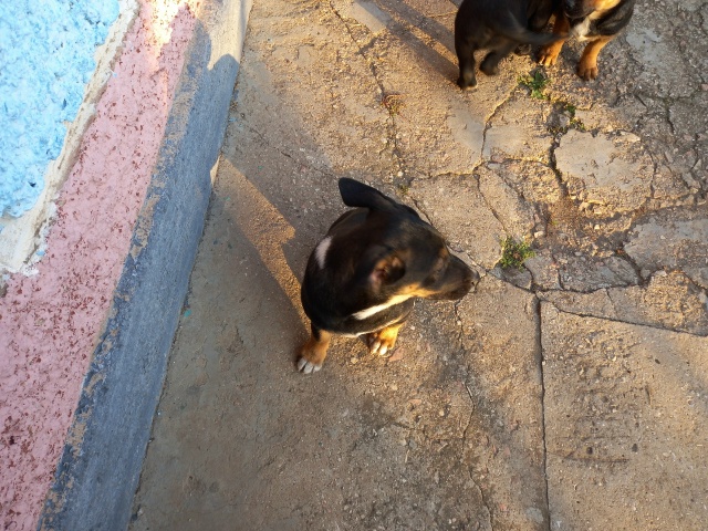 Отдам в хорошие руки! Щенкам 2,5 мес.Обработаны. Мама-лаб...