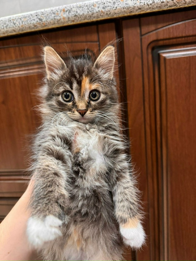 У нас с мужем так получилось что с дочкой никто не помо?...