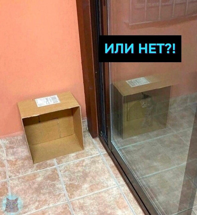 Тот самый Кот Шрёдингера 👀