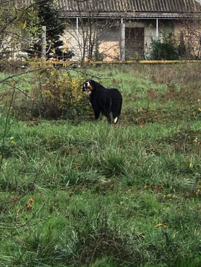 Чьи милые собачки на самовыгуле по ул. Одесской
?