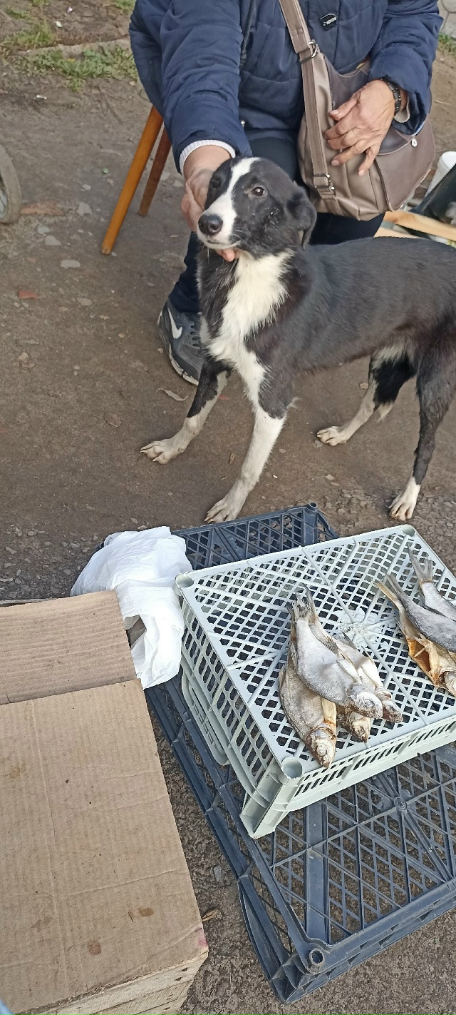 Молодой щенок ласковый , не боится подходит ко всем бег...