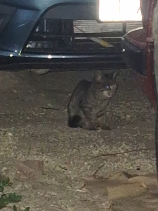 Найден котёнок, где мойка самообслуживания на Приволь?...