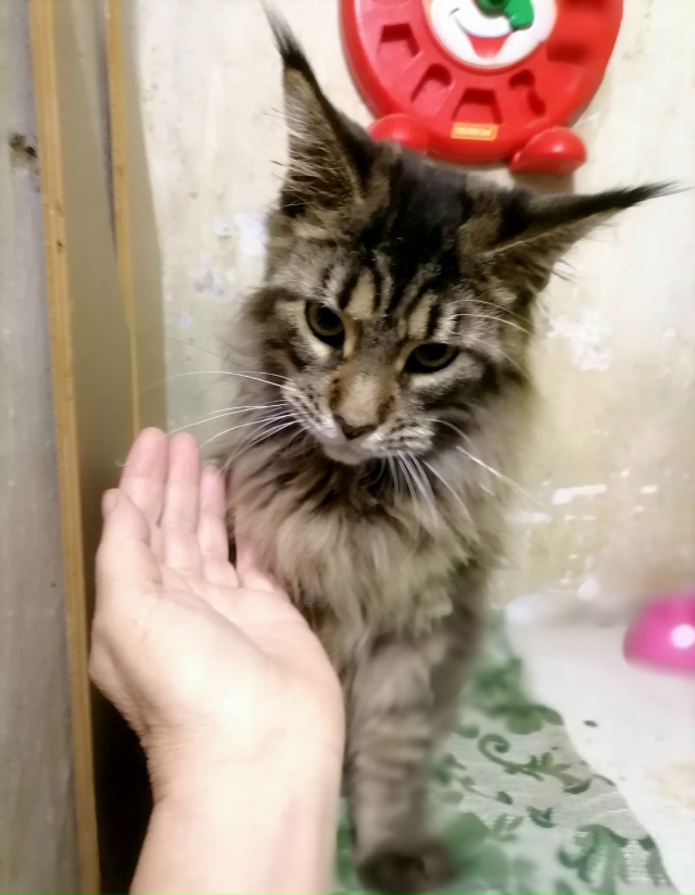 Чей котик мейкун! Ищут старых или новых ответственных ?...