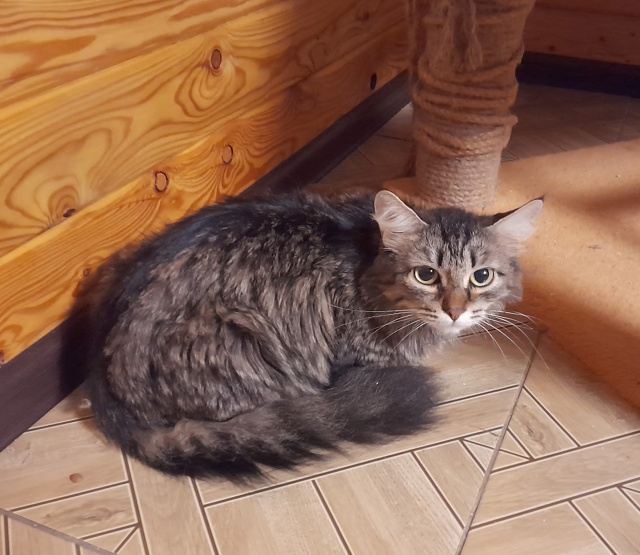 🐈 СИМА – кошечка вашей мечты, СИМА – королева милоты ...