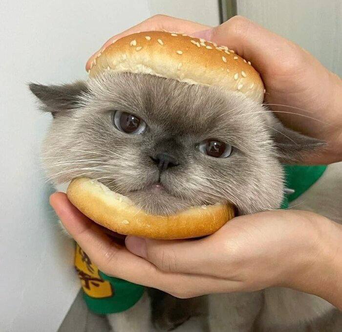 Сегодня отмечается День булочек.
Поздравь ту самую сладкую булку.