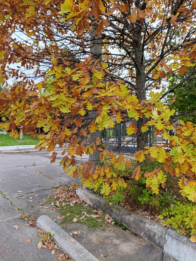 Фото: Lyubava lv