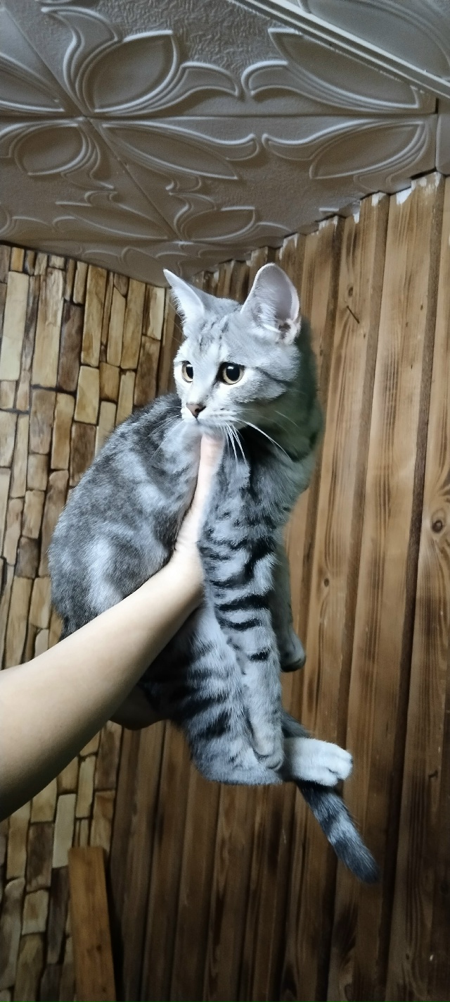 Прибились котята (мальчик и девочка), может кто-то ищет....