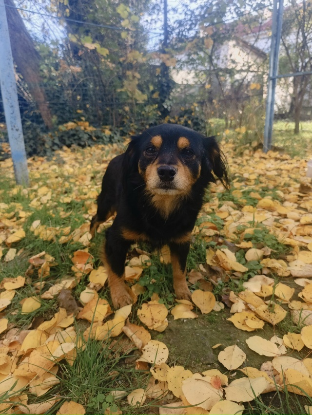 Малыш ищет семью , возраст 1 год , больше расти не будет ,...