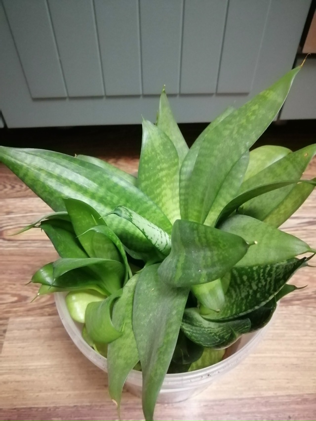 Отдаю отростки цветов в добрые руки) Неприхотливые, си?...