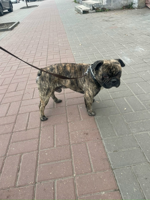 Разместите пожалуйста!
НАЙДЕН ПЁС В ОШЕЙНИКЕ!🆘
На пер?...