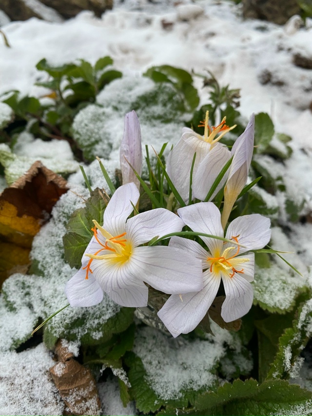 в Перми такая теплынь в начале зимы, что я офигел. Цветы...