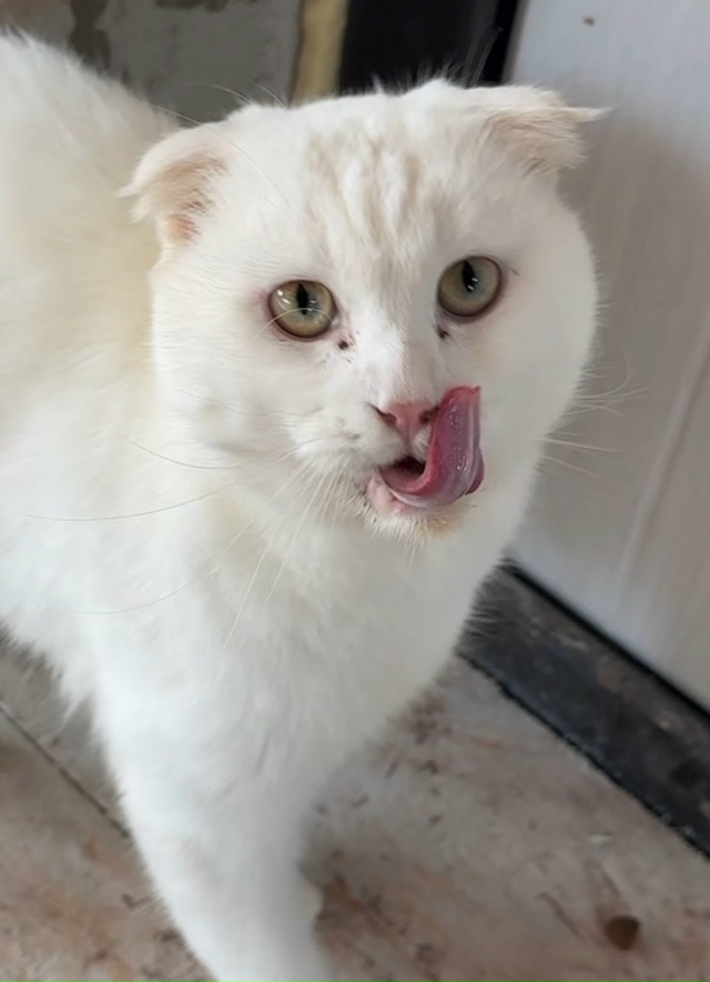 пропал кот, район немецкие дома-дружба, просьба кто под...