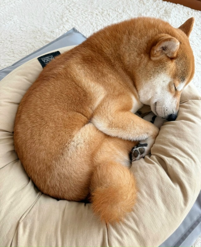 Вырос с котиками😃