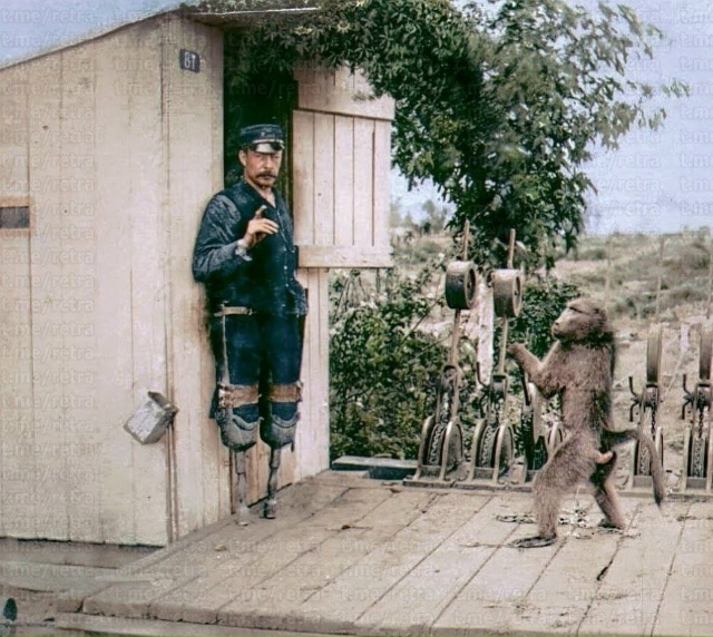 В 1880-х годах бабуин чакма по имени Джек вошел в историю ...