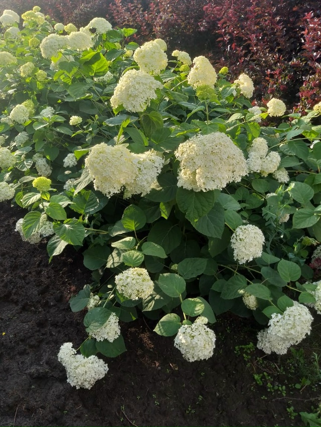 ‼️Отличная новость для садоводов г.Бузулук!
🌿🌳 9 Окт...