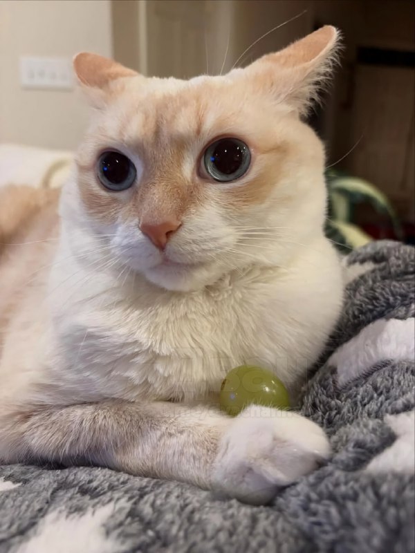 Весело тебе, да, хозяин?