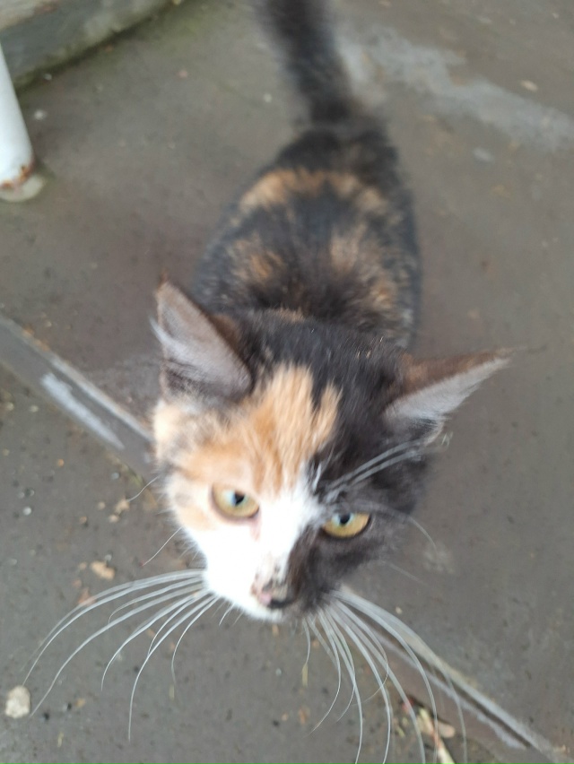 чей котёнок ходит около территории школы девочка