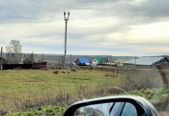 Пономаревка, ул.Молодежная, вторую неделю бродят овцы, ...