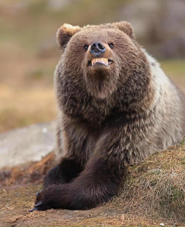 Подъехали финалисты фотоконкурса Nikon Comedy Wildlife Awards 2025 —...