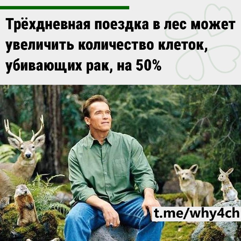 Японская практика «синрин-йоку» — осознанное пребывание в лесу без гаджетов и лишней активности — ак