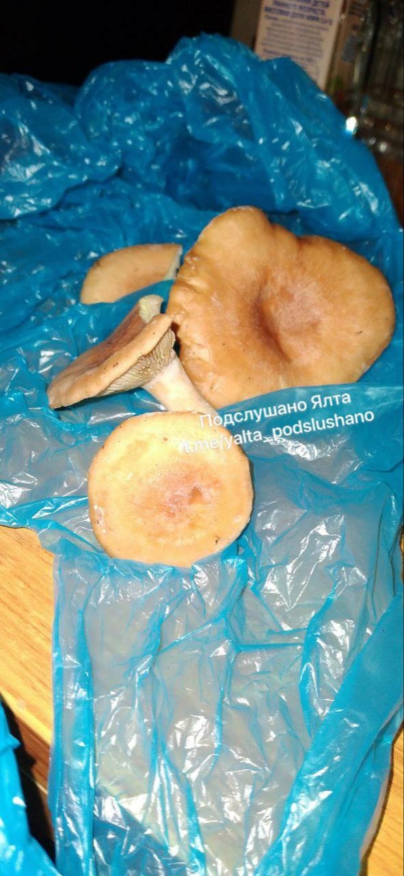 Здравствуйте! Можете опубликовать? Нашли грибы. Это ры?...