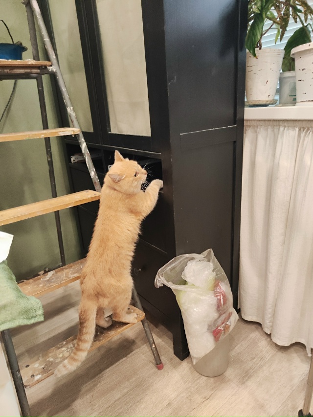 Наш Кешка снова потерялся.. Присмотритесь, может он при...