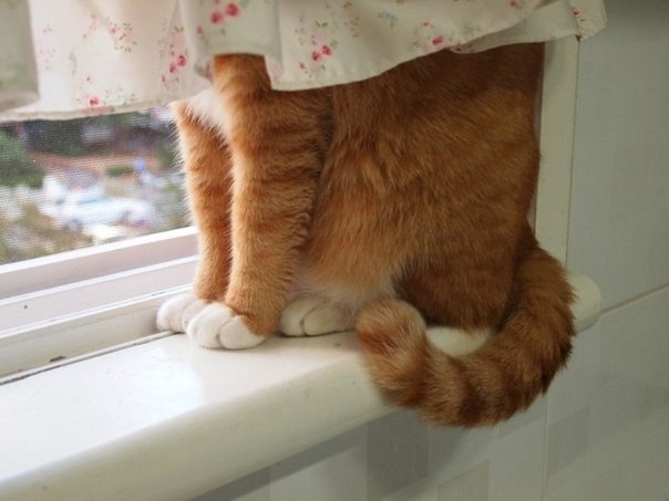 Μаcтep клаcс по пpяткaм oт котикoв!