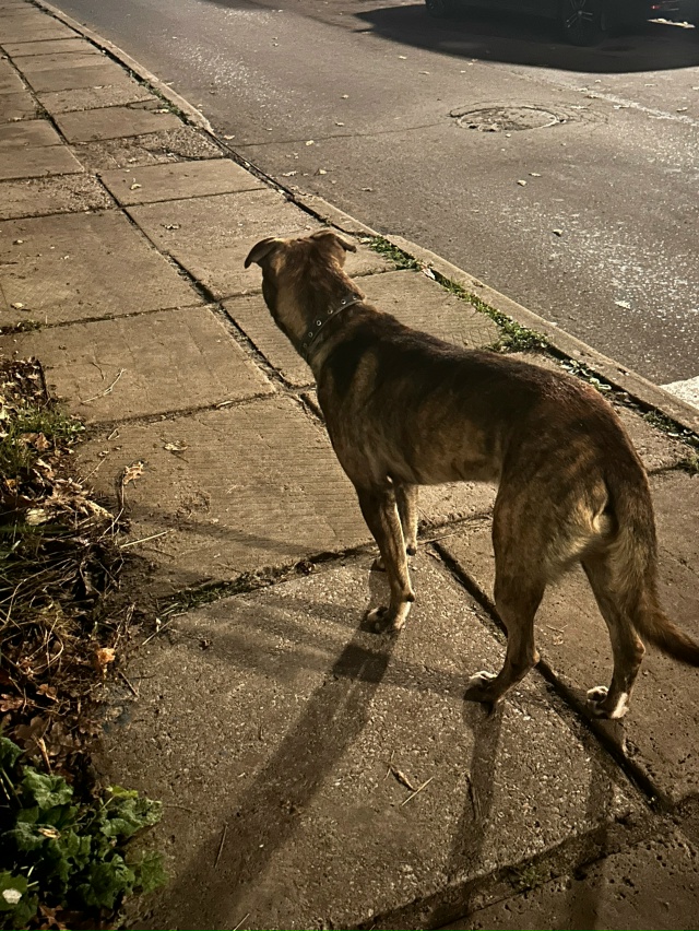 Чей кобель ? Бегает видно, что потерялся.
Очень ласковы...