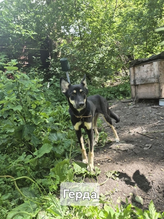 Щенок подросток ищет дом и ответственного хозяина☺️с...