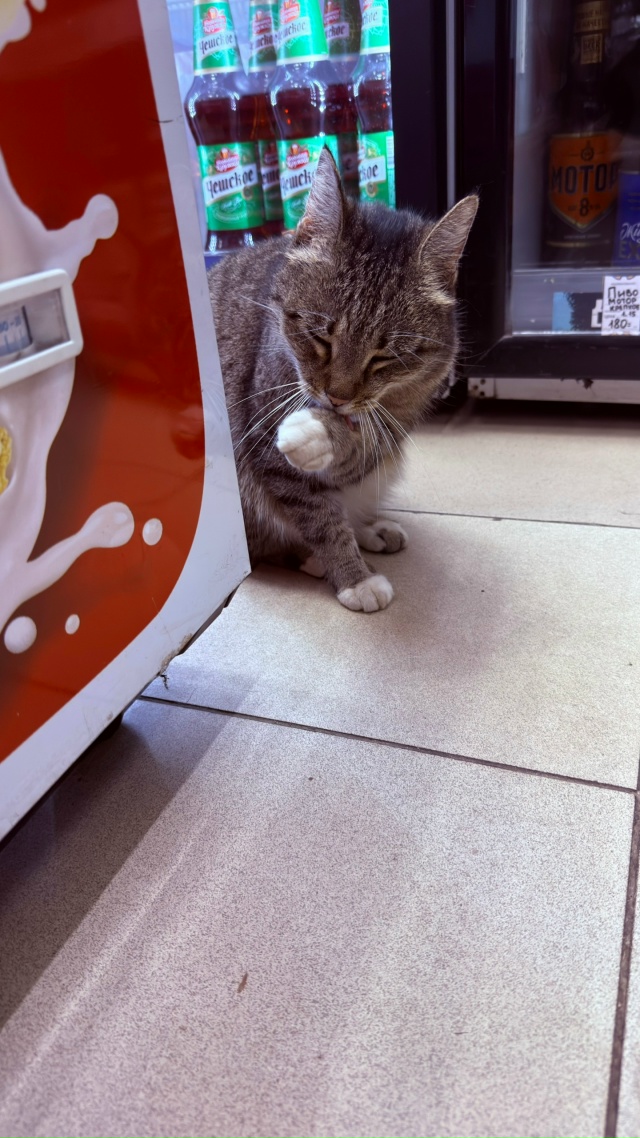 На Невской 9, в магазине 24 часа, около смайла пришла кош?...