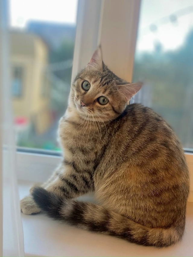 Ушастая девчонка с очень выразительными глазами ищет ?...