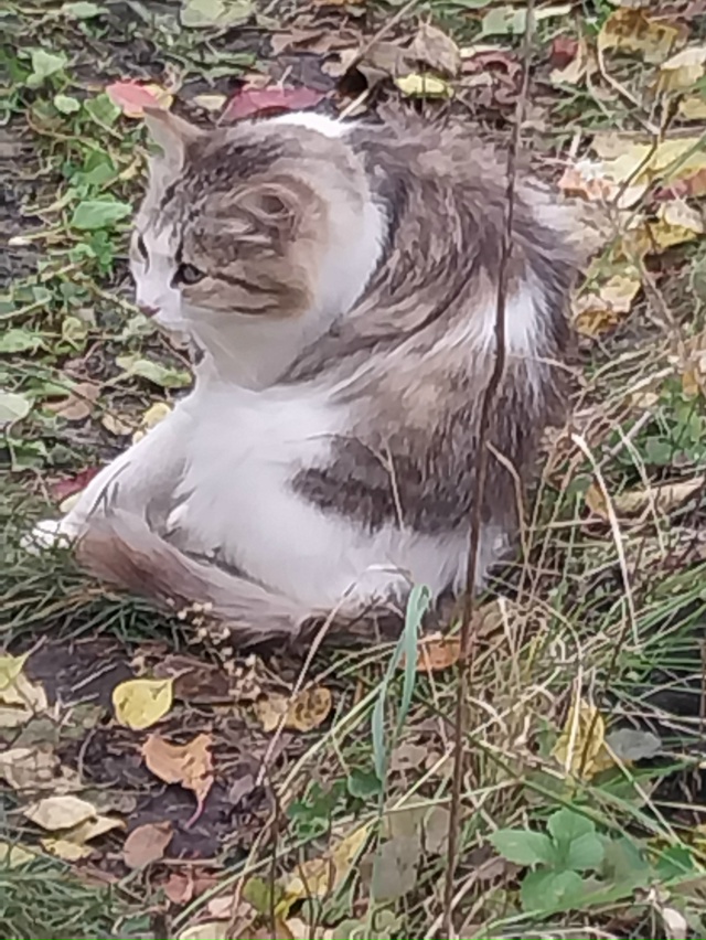 Голубоглазая кошечка- мышеловка и два ее котенка нужда...