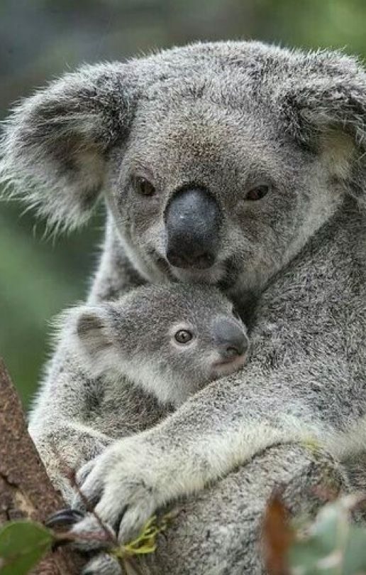 Кто-то: Вот приручала малыша к рукам, теперь постоянно ?...