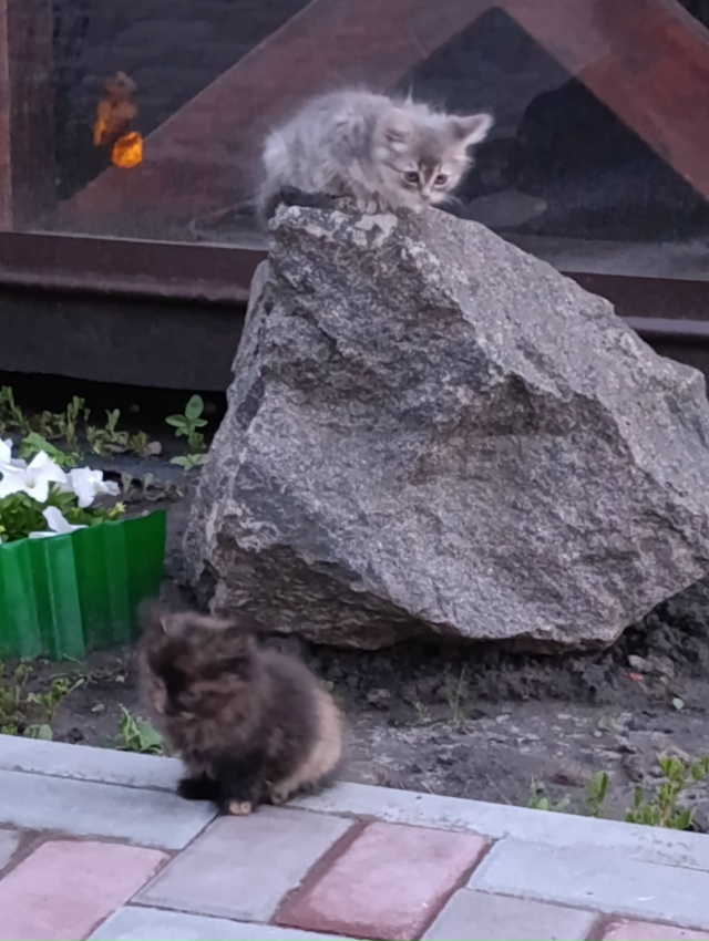 Отдам котят в хорошие руки. Бездомная кошка окотилась, ...