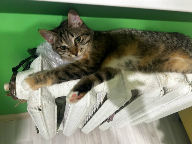 ДОБРО
ПРОПАЛ КОТЕНОК
Отзывается на кличку «МЫШКА», ла...