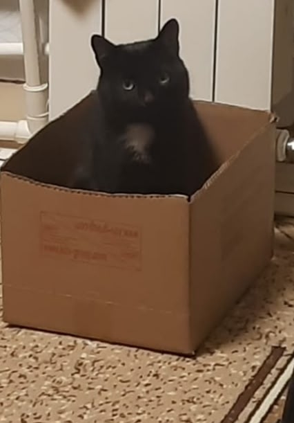 Пропал кот в районе пересечения улиц Коммунистическая...