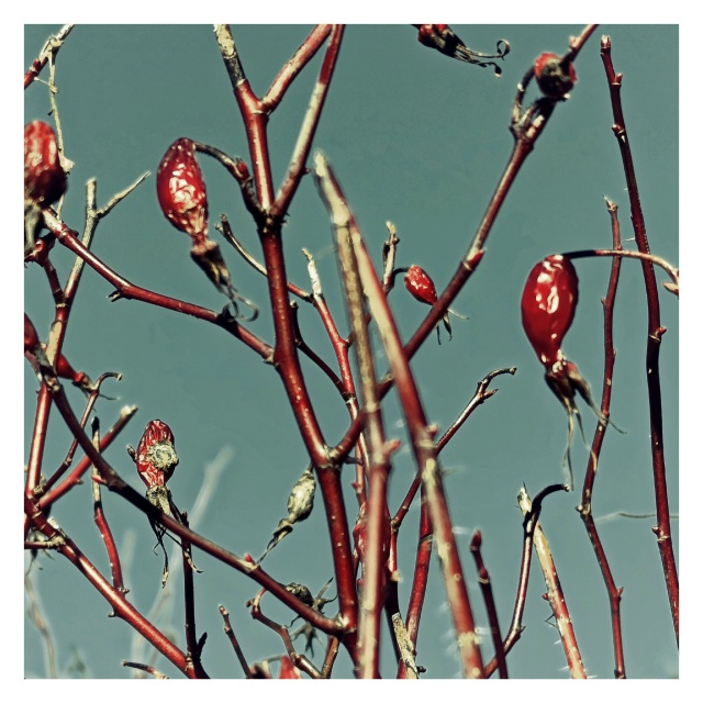Ива и шиповник. Плоды.