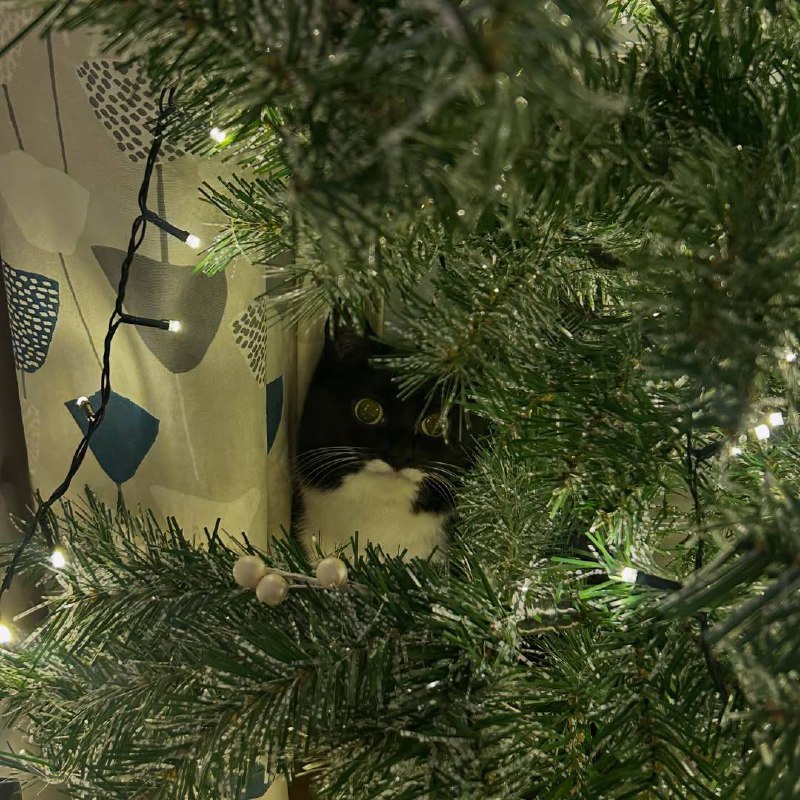 Огнически……..